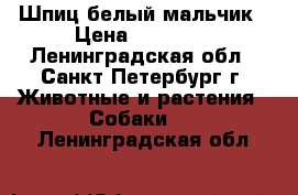 Шпиц белый мальчик › Цена ­ 20 000 - Ленинградская обл., Санкт-Петербург г. Животные и растения » Собаки   . Ленинградская обл.